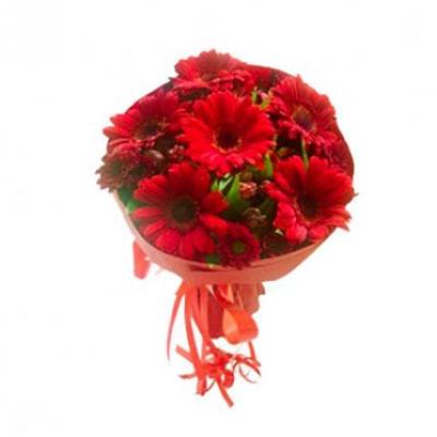 Red Gerbera Bouquet Red Gerbera Bouquet